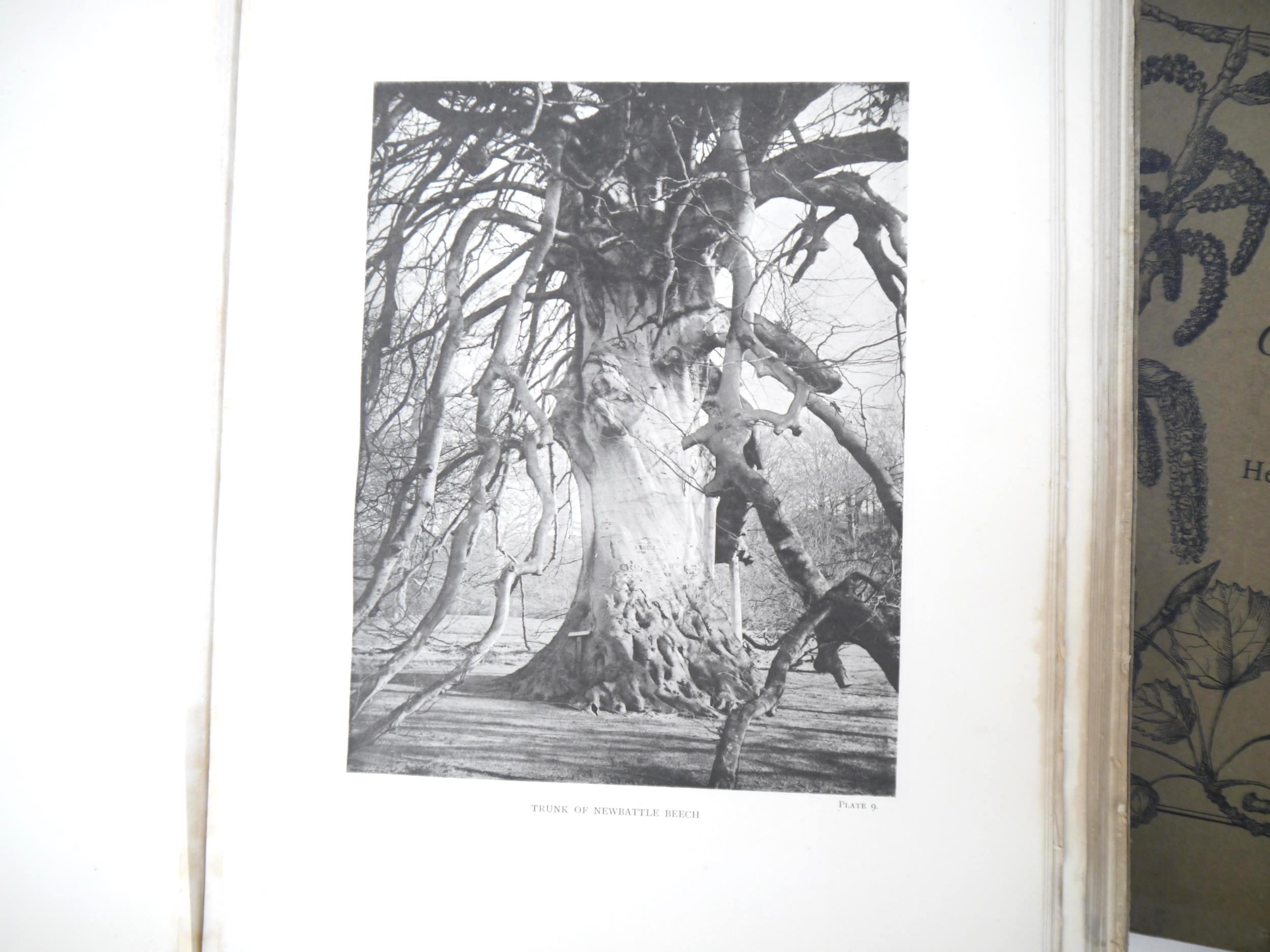 (Trees), Henry John Elwes & Augustine Henry: 'The Trees of Great Britain & Ireland', Edinburgh, - Image 9 of 41