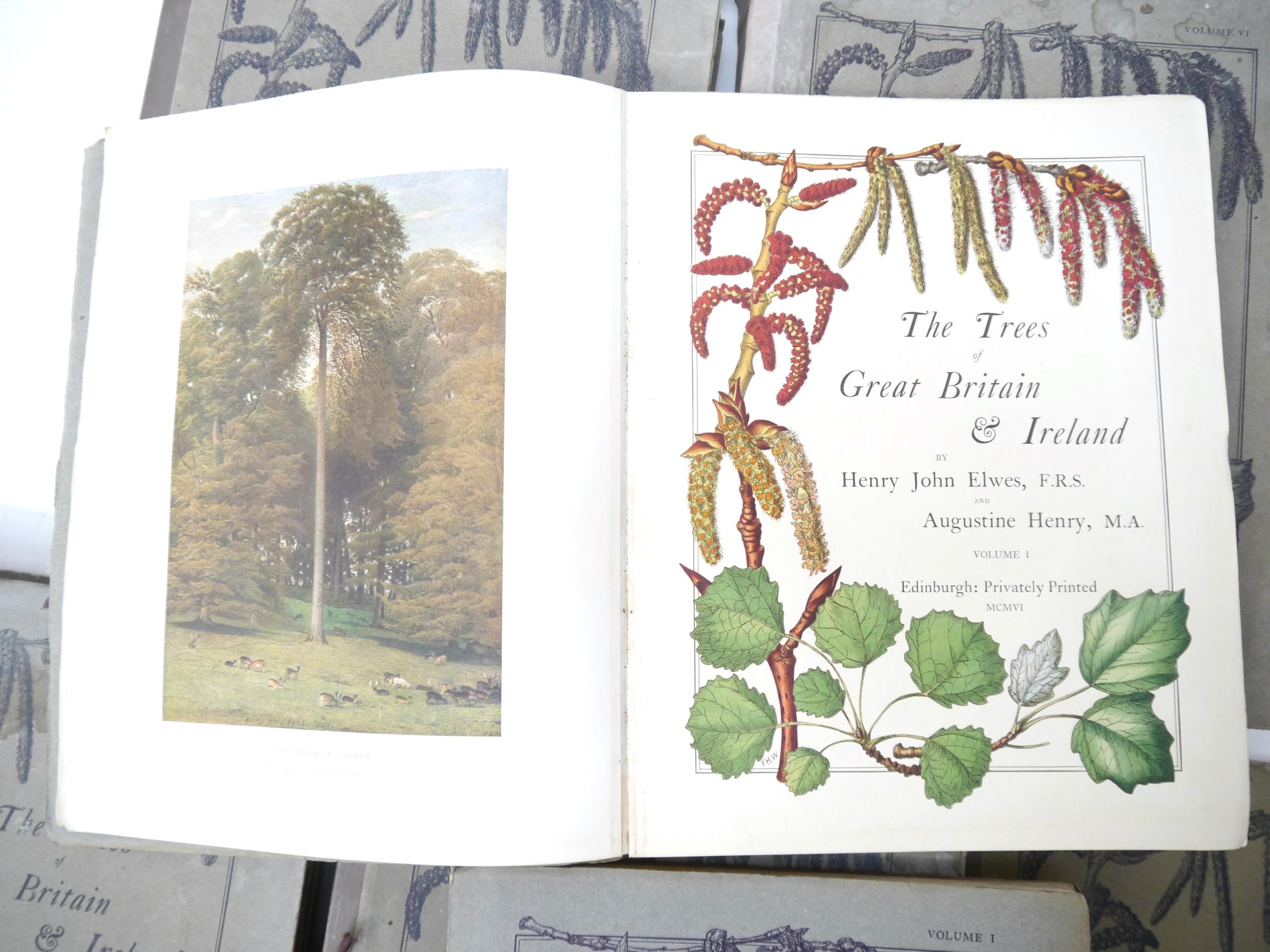 (Trees), Henry John Elwes & Augustine Henry: 'The Trees of Great Britain & Ireland', Edinburgh, - Image 15 of 41