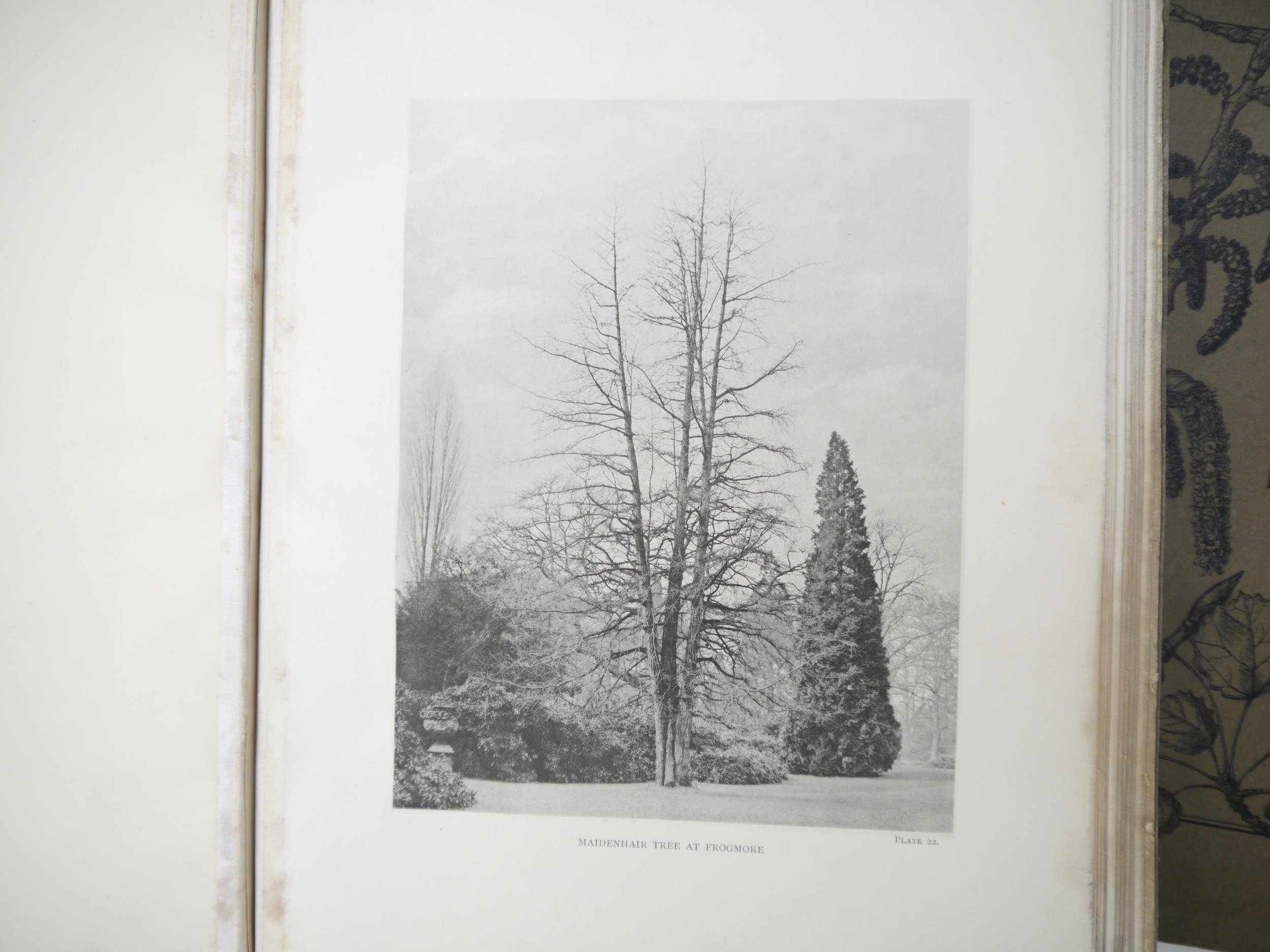 (Trees), Henry John Elwes & Augustine Henry: 'The Trees of Great Britain & Ireland', Edinburgh, - Image 10 of 41