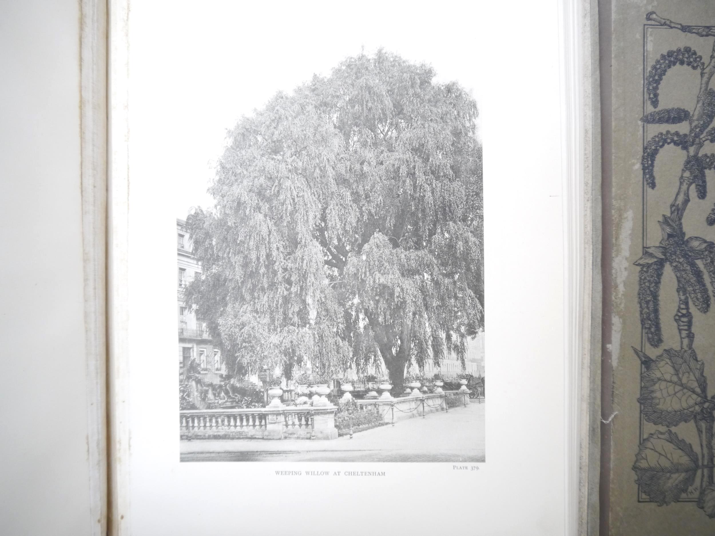 (Trees), Henry John Elwes & Augustine Henry: 'The Trees of Great Britain & Ireland', Edinburgh, - Image 39 of 41
