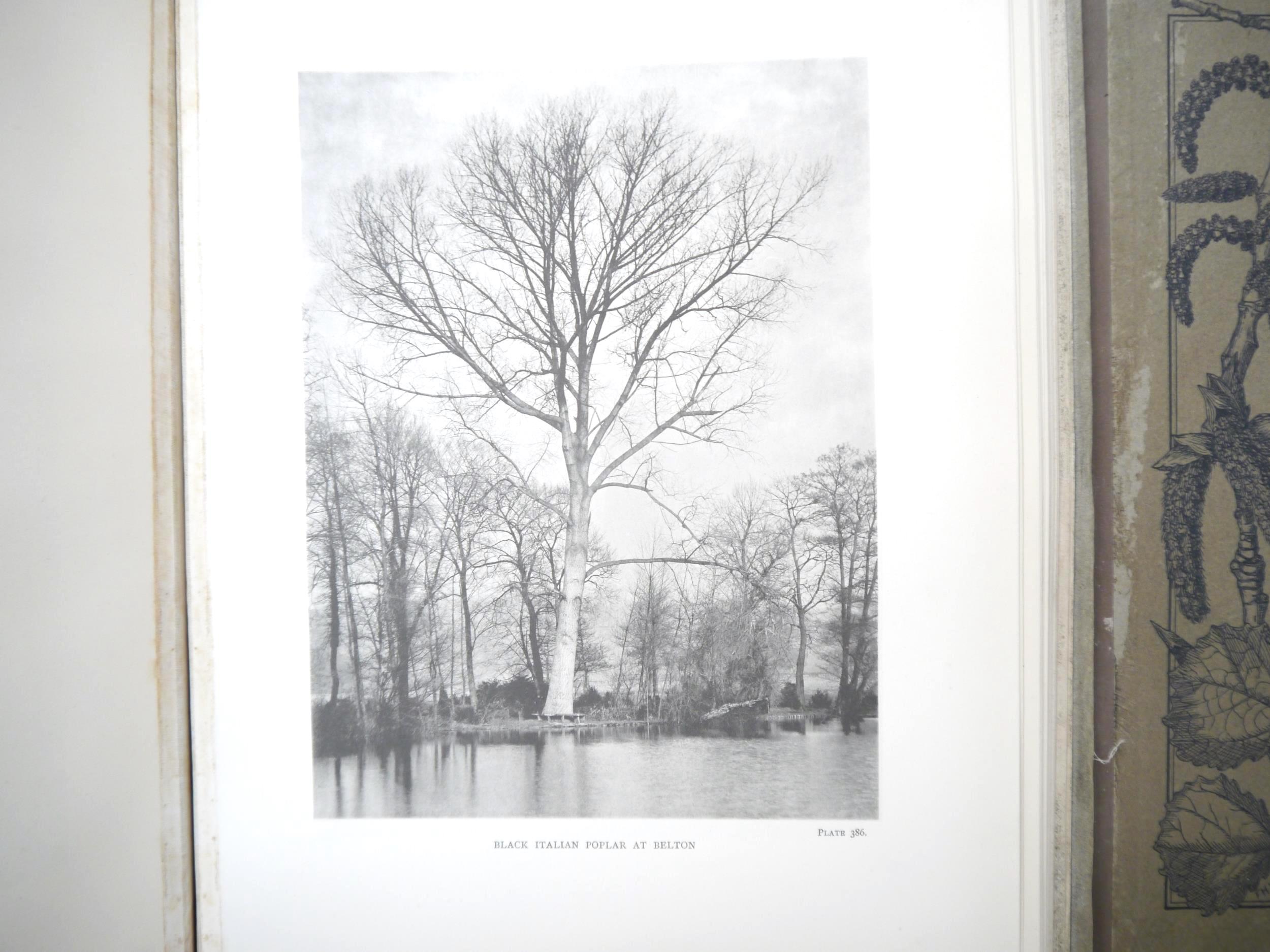 (Trees), Henry John Elwes & Augustine Henry: 'The Trees of Great Britain & Ireland', Edinburgh, - Image 35 of 41