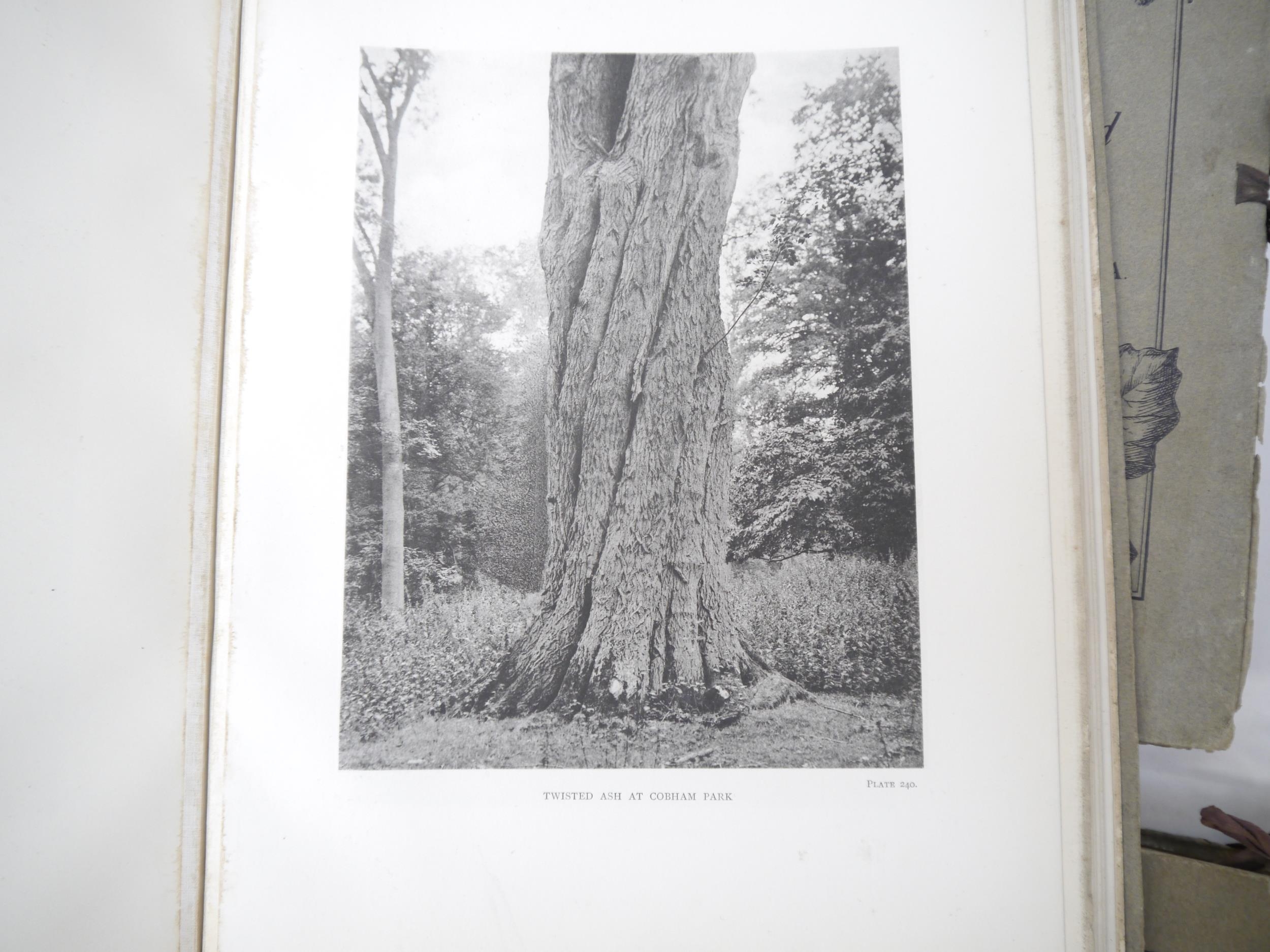 (Trees), Henry John Elwes & Augustine Henry: 'The Trees of Great Britain & Ireland', Edinburgh, - Image 22 of 41