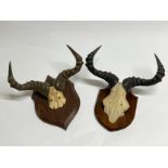 Two sets of antelope horns mounted on shield plaques