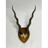 A set of African horns mounted on oak shield plaque, thought to be Blackbuck