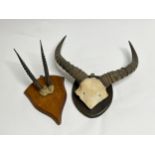 A mounted set of juvenile Gazelle horns together with a further pair thought to be buffalo (2)
