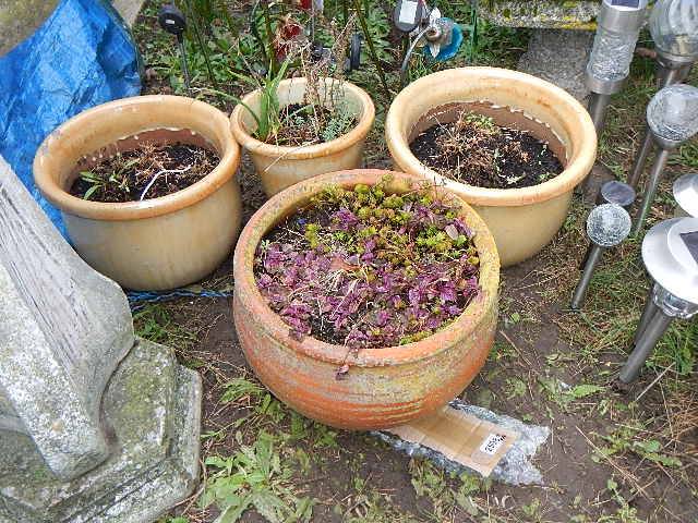 3 circular ceramic plant pots and a terracotta plant pot. 42 x 31 cm. Collect only. - Image 2 of 2