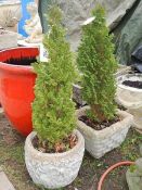 A pair of miniature firs in small planters. Collect only.