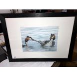 A framed watercolour of birds, (image 40cm x 30cm -= frame 77cm x 57cm) (COLLECT ONLY)