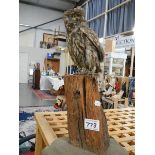 Victorian taxidermy - an owl.