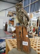 Victorian taxidermy - an owl.