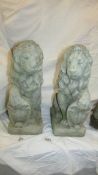 A pair of garden lions - COLLECT ONLY