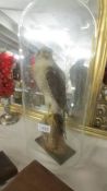 Victorian taxidermy - a sparrow hawk under dome (no base). COLLECT ONLY.