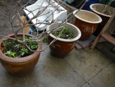 Four ceramic plant pots, COLLECT ONLY.