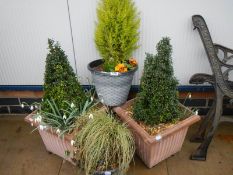 A quantity of plant pots with shrubs. COLLECT ONLY.