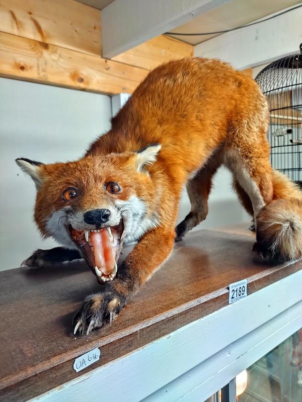 An uncased taxidermy fox. COLLECT ONLY. - Image 2 of 2