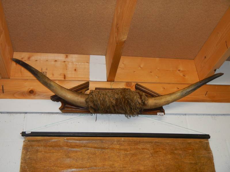 Victorian taxidermy - cow horns, 110 cm wide, COLLECT ONLY.