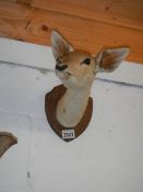 Victorian taxidermy - a deer's head, COLLECT ONLY.