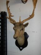 Victorian taxidermy - a stag's head, COLLECT ONLY.