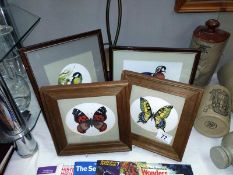 4 framed watercolours of birds and butterflies signed Goodwin 2002