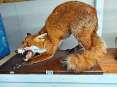An uncased taxidermy fox. COLLECT ONLY.