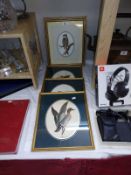 4 framed & glazed prints of birds (22.5cm x 32.5cm)