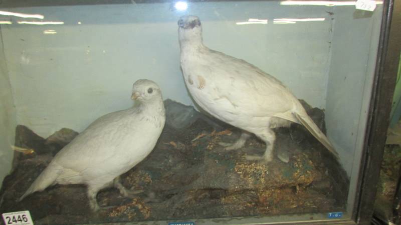 Victorian Taxidermy - A cased pair of Ptarmigan. COLLECT ONLY.