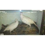 Victorian Taxidermy - A cased pair of Ptarmigan. COLLECT ONLY.