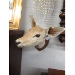 Victorian taxidermy - a small deer head