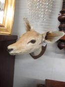 Victorian taxidermy - a small deer head