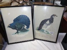 A pair of vintage framed prints commissioned by Grants Whisky of game birds, black goose and