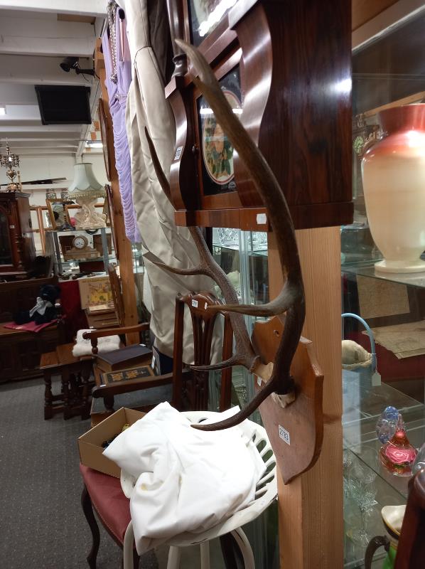 Victorian taxidermy - deer antlers on wooden shield. COLLECT ONLY. - Image 3 of 3