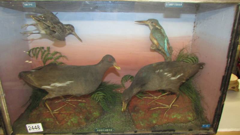 Victorian Taxidermy - A cased pair of moorhens.. COLLECT ONLY.