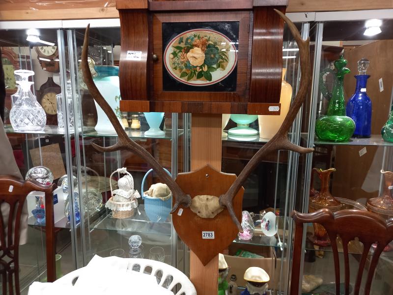 Victorian taxidermy - deer antlers on wooden shield. COLLECT ONLY.