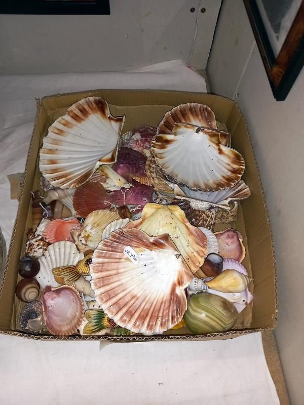 A box of sea shells - Image 2 of 2