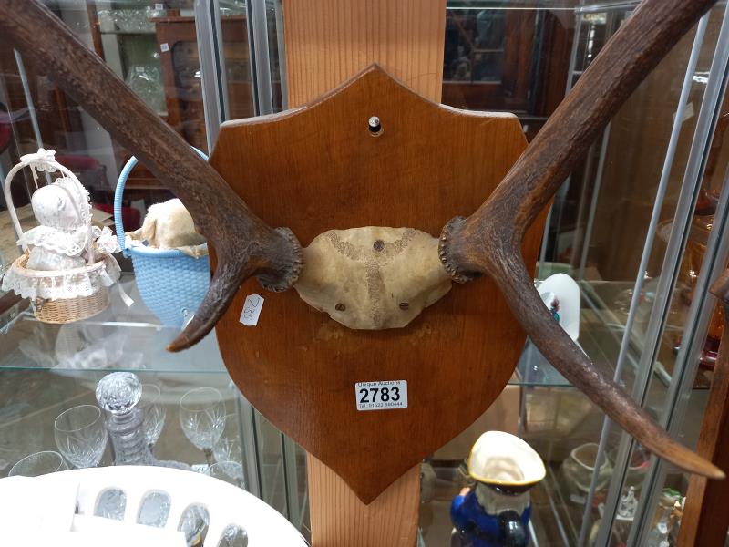 Victorian taxidermy - deer antlers on wooden shield. COLLECT ONLY. - Image 2 of 3