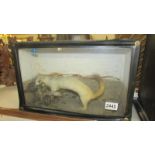 Victorian Taxidermy - a cased stoat. COLLECT ONLY