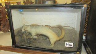 Victorian Taxidermy - a cased stoat. COLLECT ONLY