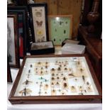 A selection of beetles & butterflies etc.
