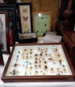 A selection of beetles & butterflies etc.