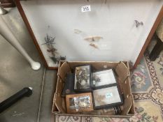 2 display cases for insects plus a box of insect samples
