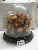 A dried flower arrangement under a glass dome, COLLECT ONLY.