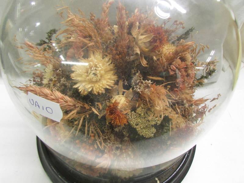 A dried flower arrangement under a glass dome, COLLECT ONLY. - Image 2 of 2