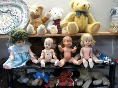 3 shelves of old Teddy Bears & Dolls