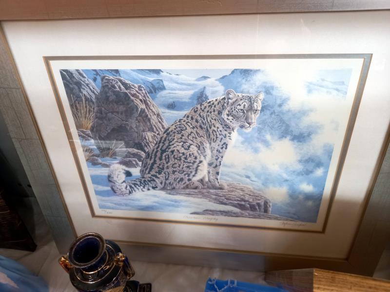 3 pictures of Cheetahs, all limited pictures - Image 2 of 4