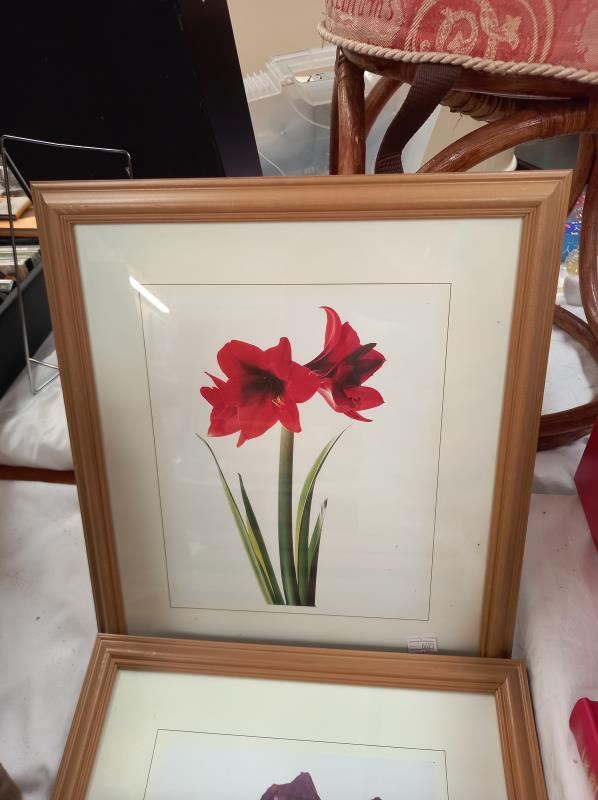 A set of 6 pine framed & glazed prints of flowers - Image 3 of 7