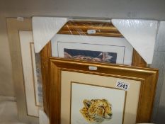 Three framed and glazed prints of Leopards, COLLECT ONLY,.