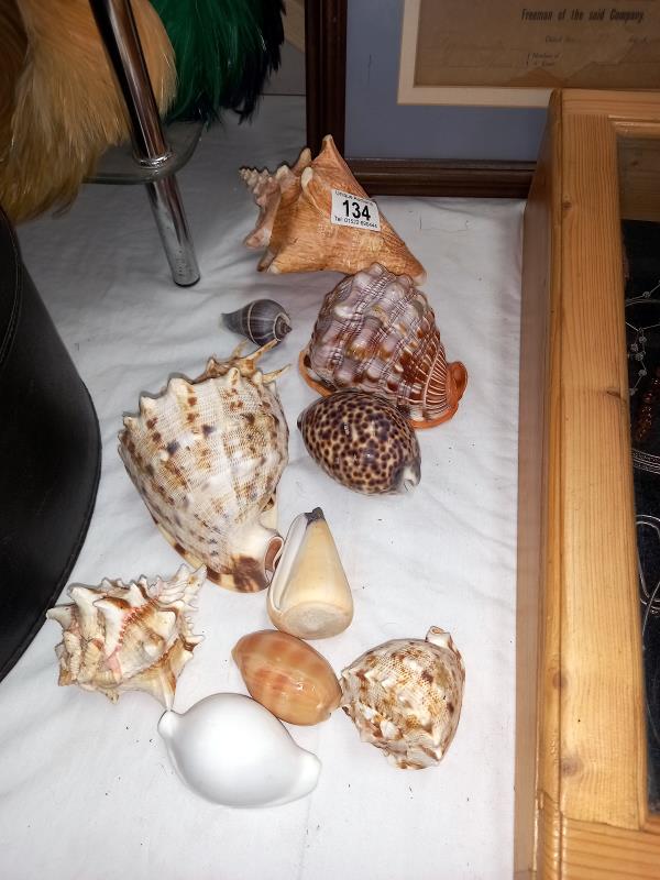 A quantity of sea shells