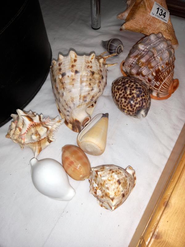 A quantity of sea shells - Image 3 of 3