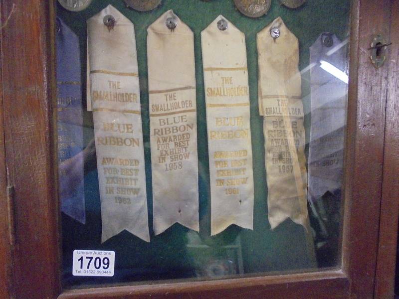 A 1930's onwards display cabinet of Lincolnshire Horticultural and Gardening medals and ribbons. - Image 3 of 3