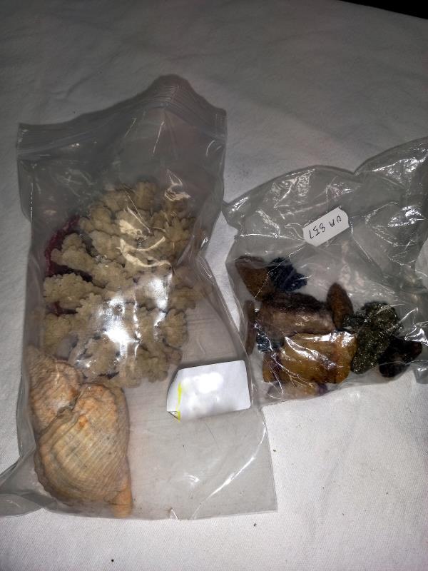 A quantity of mixed seashells - Image 2 of 4